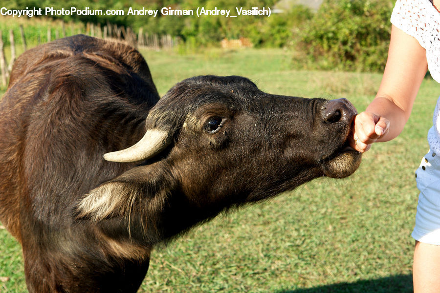 Animal, Buffalo, Bull, Mammal, Angus