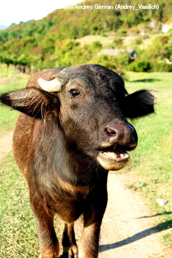 Animal, Buffalo, Bull, Mammal, Angus, Black Cat, Cat