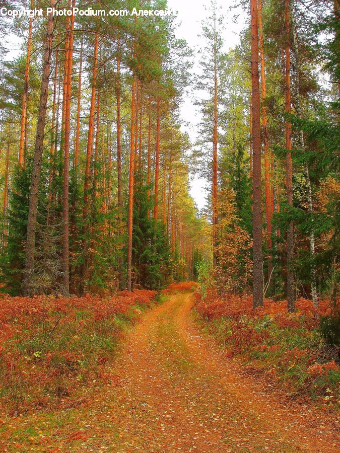 Path, Road, Walkway, Dirt Road, Gravel, Forest, Vegetation