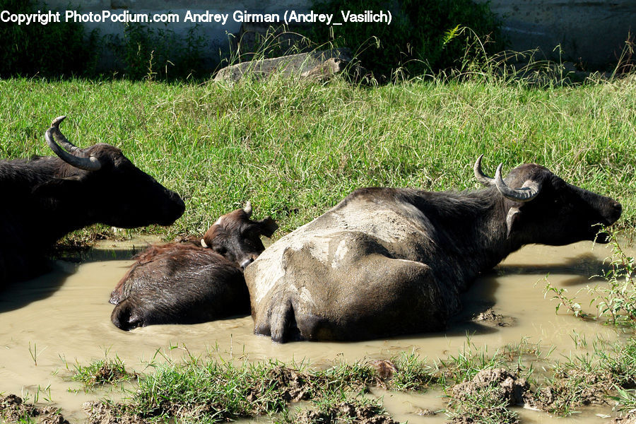 Animal, Buffalo, Bull, Mammal, Land, Marsh, Outdoors