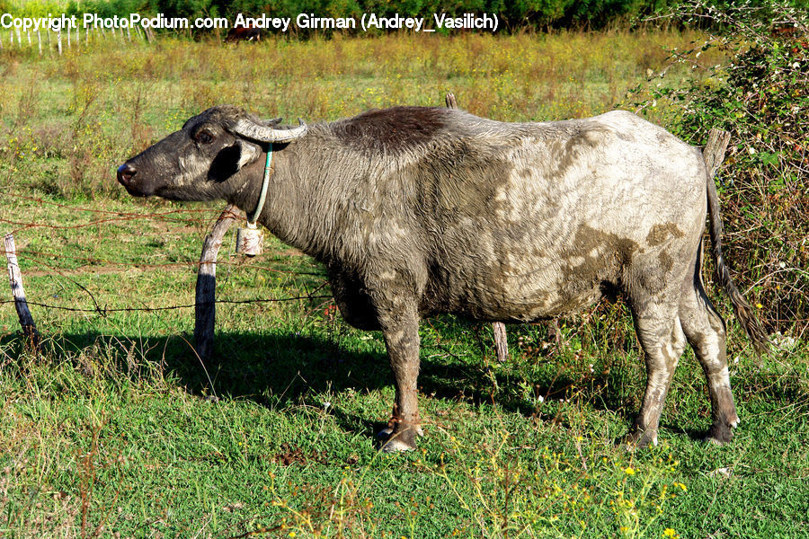 Animal, Goat, Mammal, Mountain Goat, Buffalo, Bull, Angus
