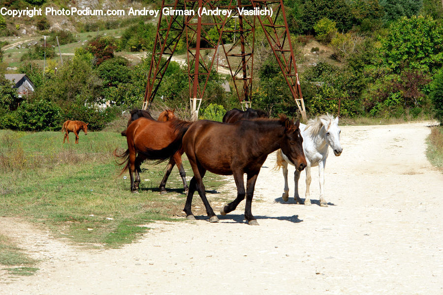 Animal, Horse, Mammal, Colt Horse, Foal, Countryside, Farm