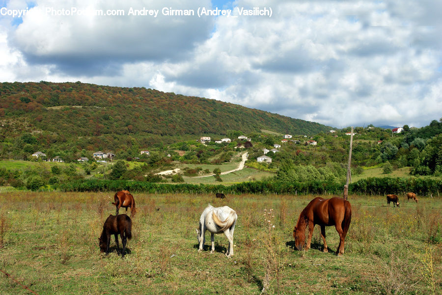 Animal, Horse, Mammal, Countryside, Grassland, Meadow, Outdoors