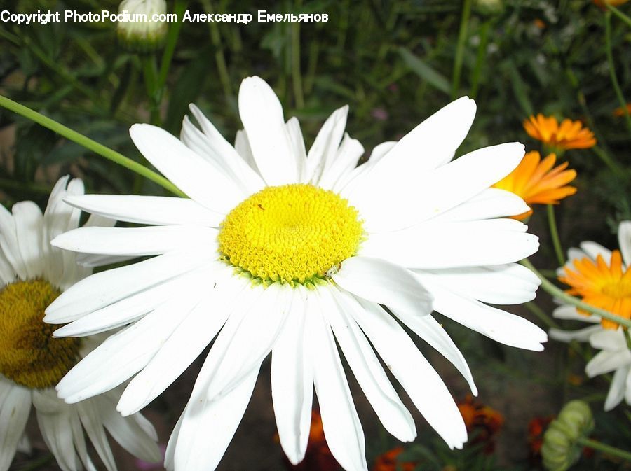 Plant, Potted Plant, Daisies, Daisy, Flower, Flora, Treasure Flower