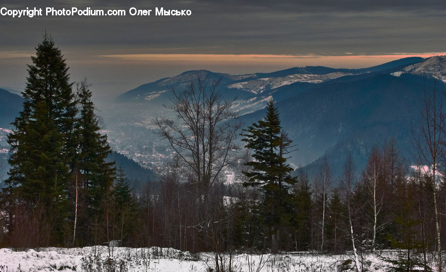 Conifer, Fir, Plant, Tree, Spruce, Wood, Pine