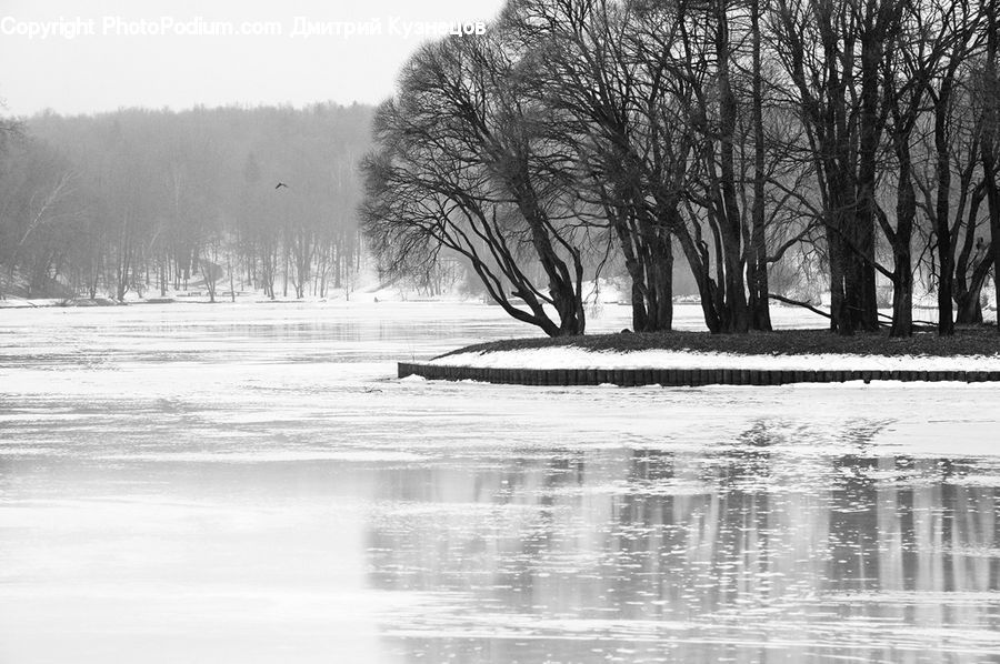 Plant, Tree, Water, Outdoors, Fir, Forest, Grove