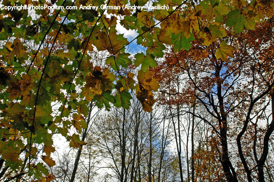 Birch, Tree, Wood, Oak, Sycamore, Tree Trunk, Maple