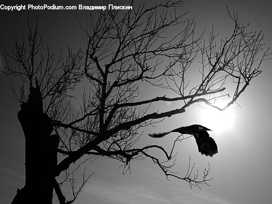 Silhouette, Plant, Tree, Bird, Blackbird, Crow, Oak