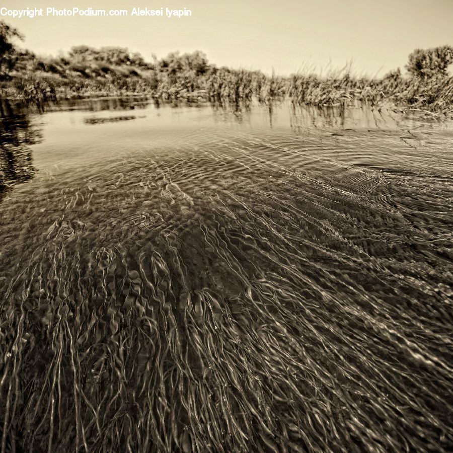 Field, Grass, Grassland, Plant, Reed, Outdoors, Sand