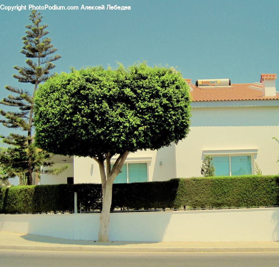 Plant, Tree, Bush, Vegetation, Ivy, Vine, Building