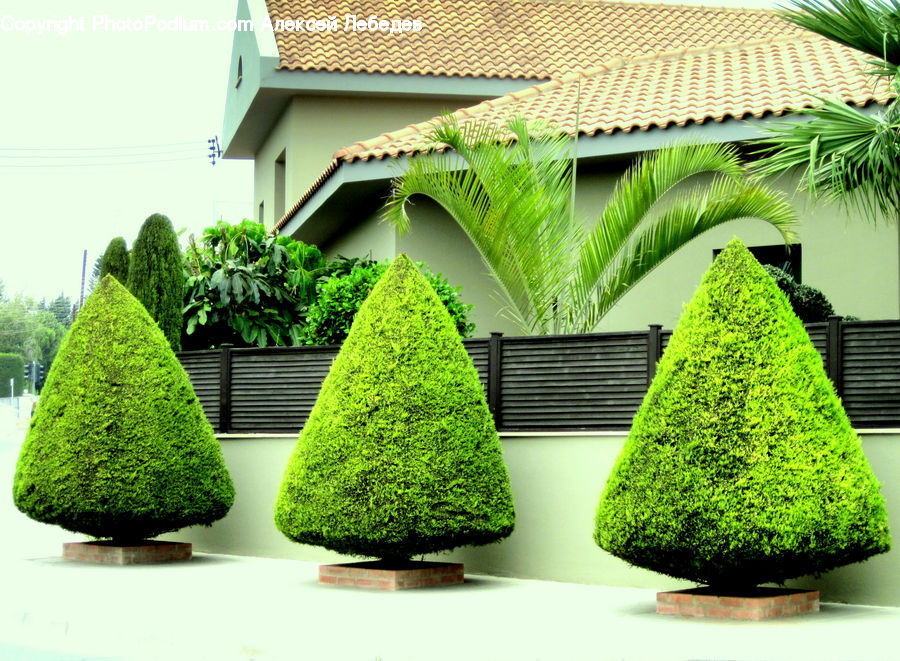 Plant, Potted Plant, Bush, Vegetation, Bonsai, Tree, Produce