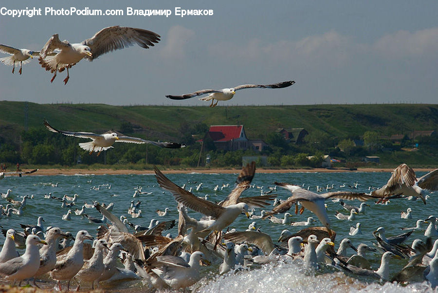 Bird, Seagull, Kite Bird, Albatross, Waterfowl, Goose, Crane Bird