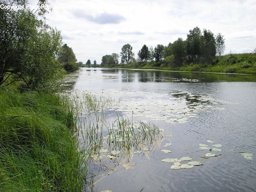 Outdoors, Pond, Water, Land, Marsh, Swamp, Grass