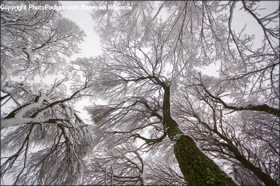 Plant, Tree, Willow, Forest, Vegetation, Oak, Wood