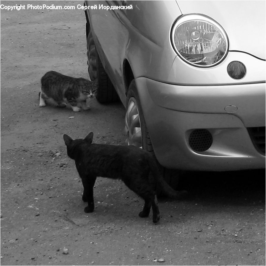 Animal, Automobile, Car, Vehicle, Adorable, Cat, Mammal