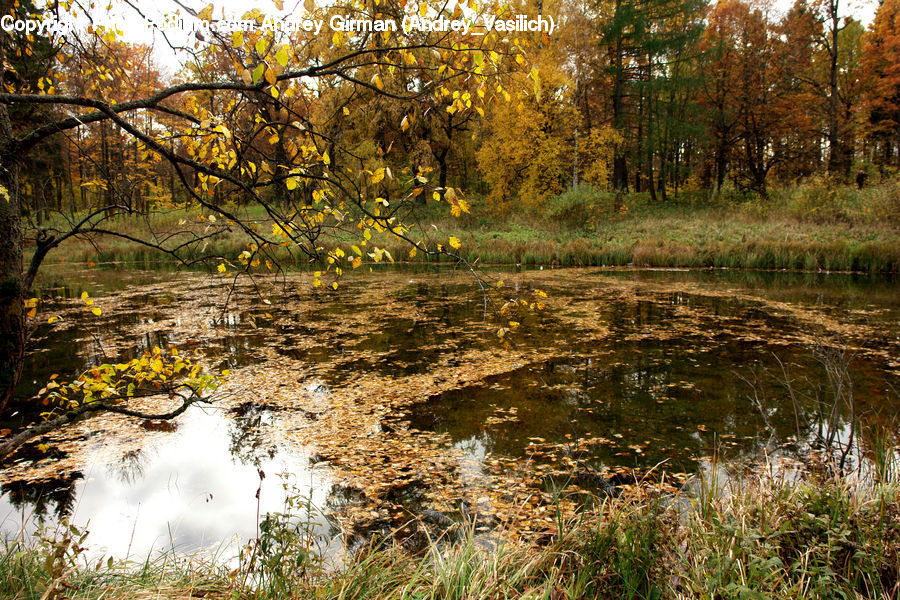 Land, Marsh, Outdoors, Swamp, Water, Pond