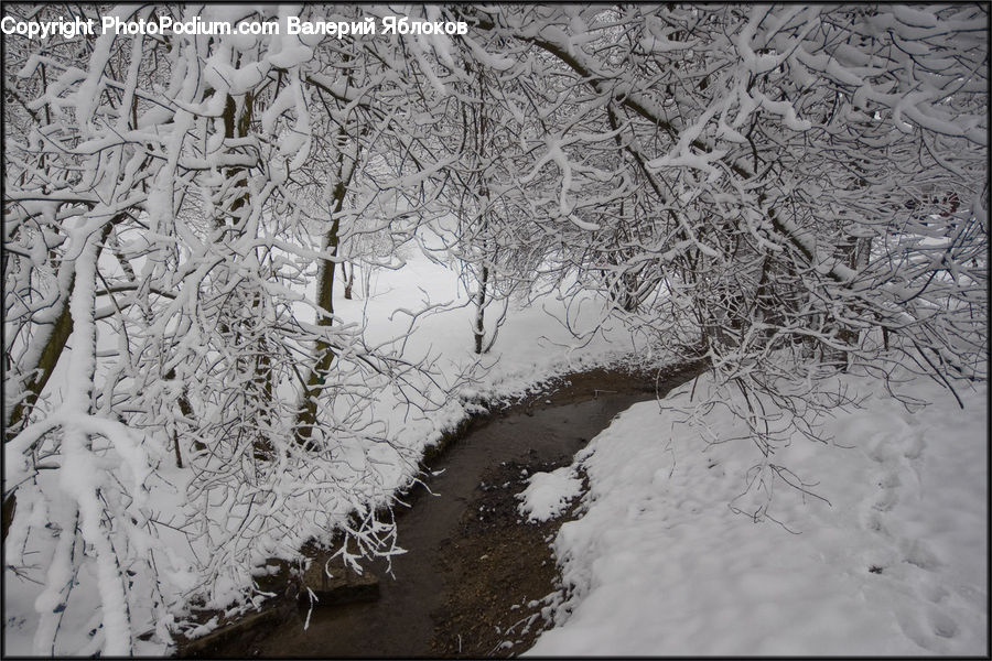 Ice, Outdoors, Snow, Forest, Vegetation, Plant, Tree