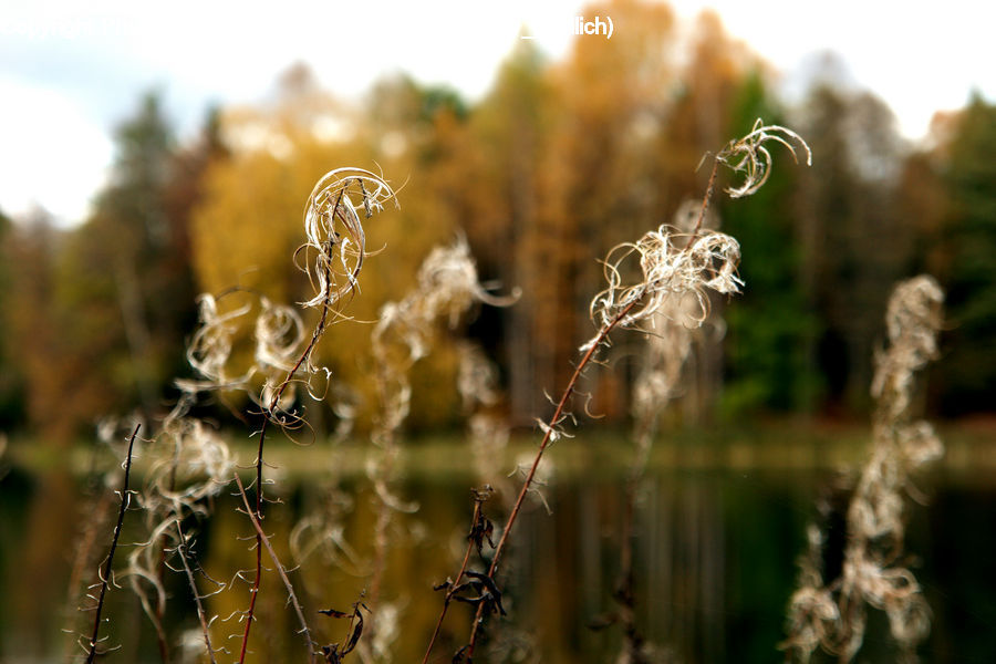 Field, Grass, Grassland, Plant, Conifer, Fir, Tree