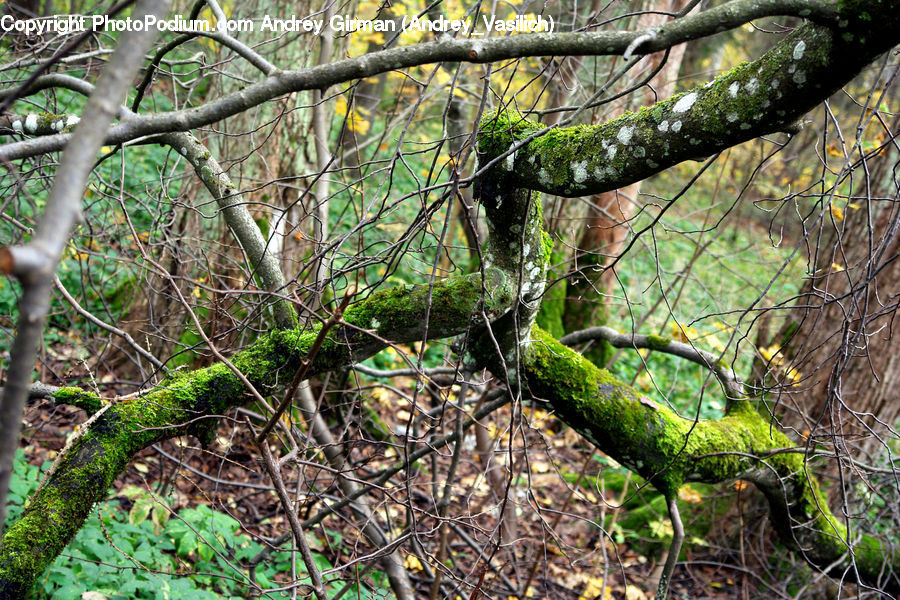 Plant, Vine, Ivy, Forest, Vegetation, Jungle, Rainforest