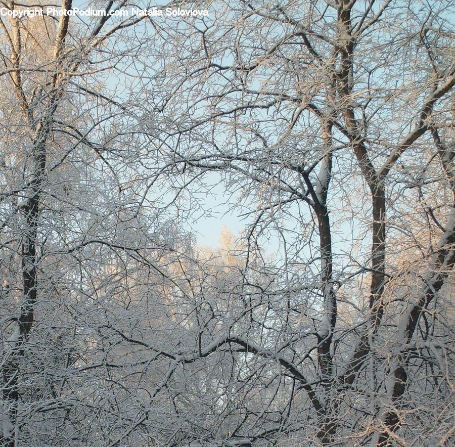 Blizzard, Outdoors, Snow, Weather, Winter, Birch, Tree