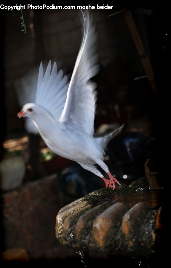 Bird, Dove, Pigeon, Crane Bird, Heron, Beak