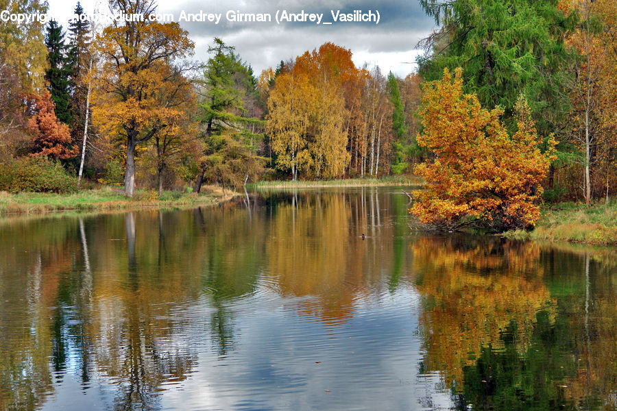 Forest, Vegetation, Outdoors, River, Water, Conifer, Fir