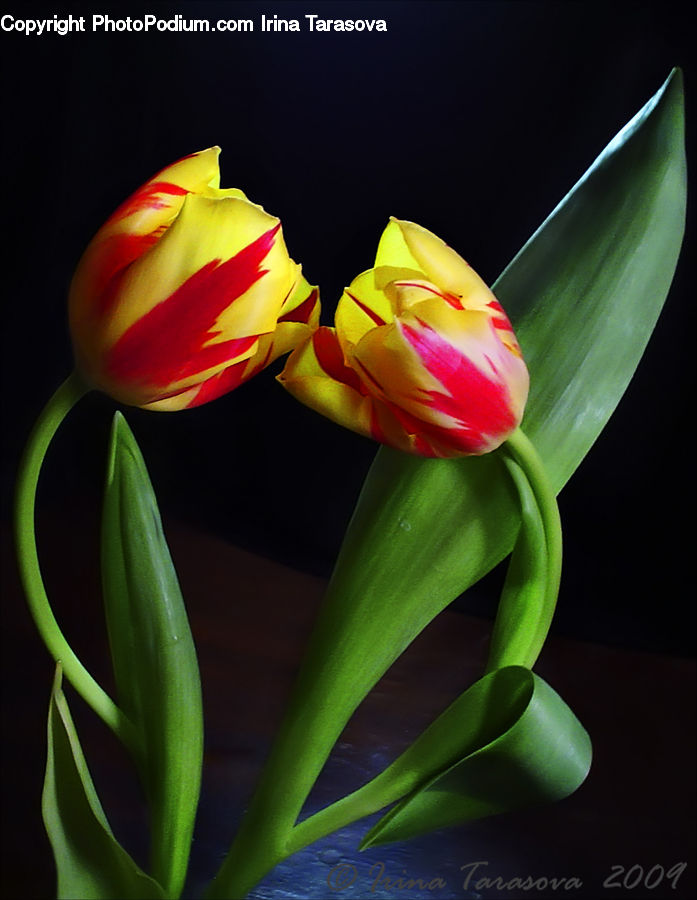 Flora, Flower, Gladiolus, Plant, Blossom, Tulip, Flower Arrangement