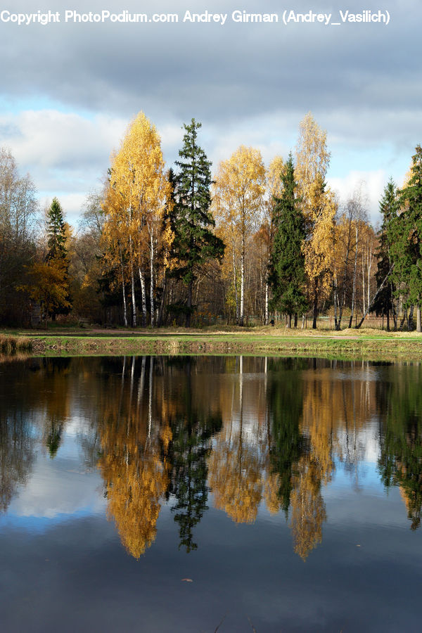 Outdoors, Pond, Water, Conifer, Fir, Plant, Tree