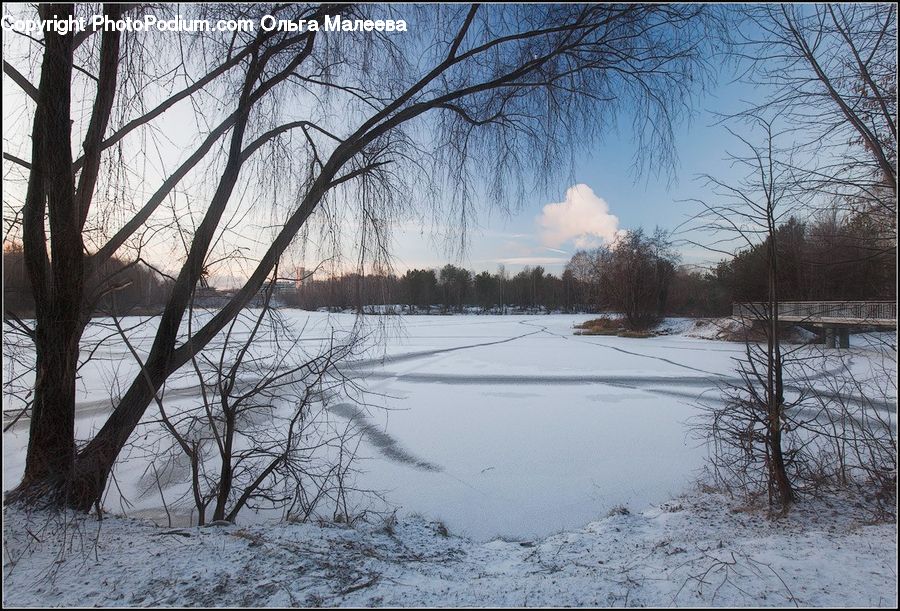 Plant, Tree, Ice, Outdoors, Snow, Forest, Vegetation