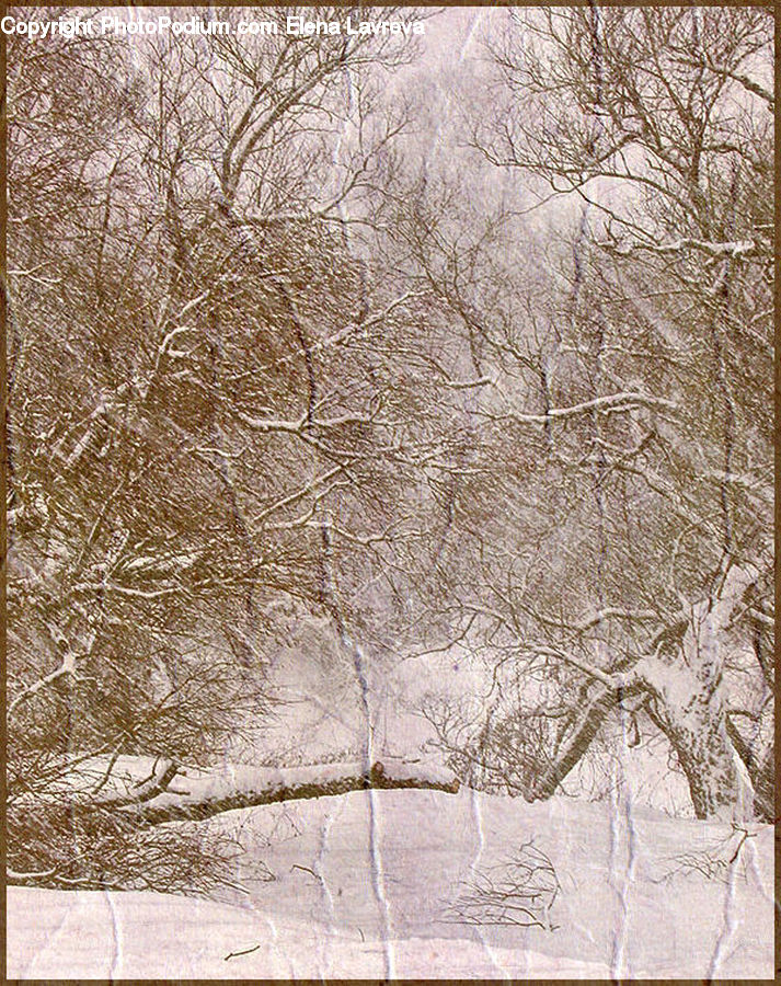 Landscape, Nature, Scenery, Birch, Tree, Wood