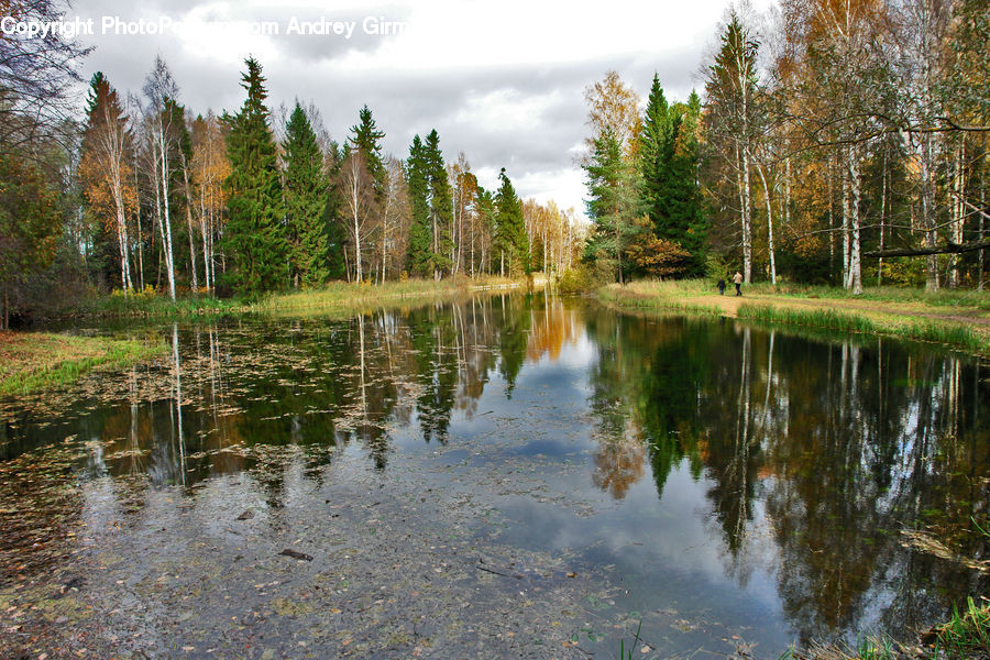 Outdoors, Pond, Water, Land, Marsh, Swamp, Conifer