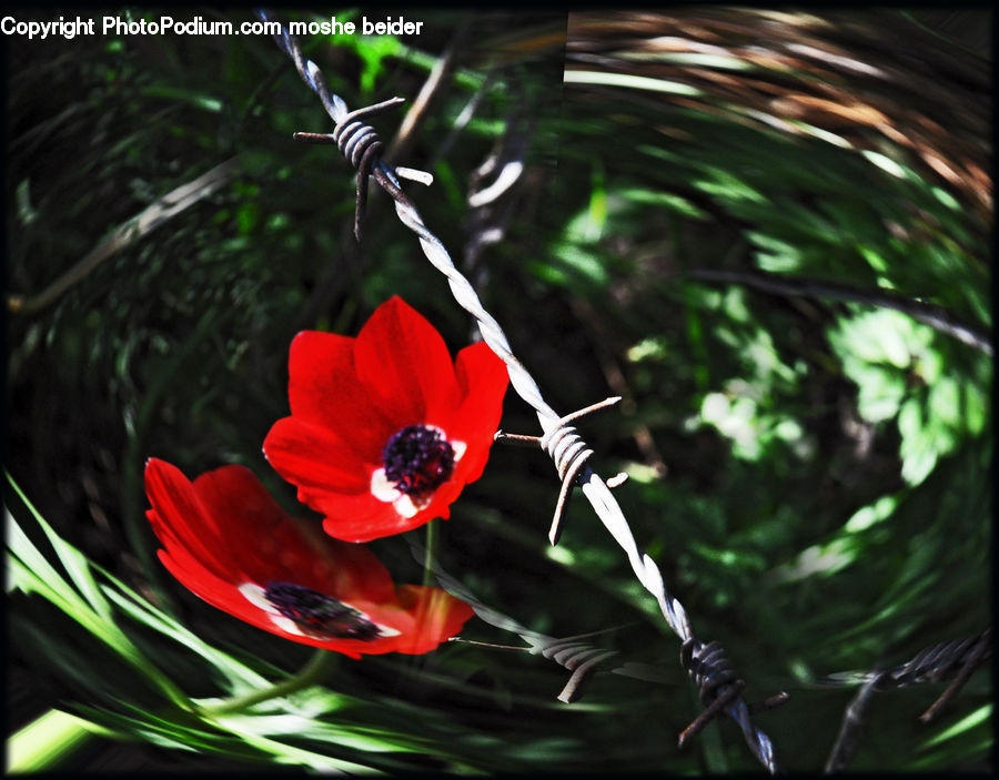 Anemone, Blossom, Flower, Plant, Flora, Poppy, Fiber