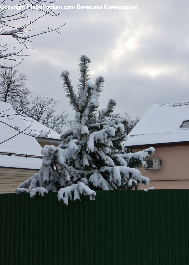 Conifer, Fir, Plant, Tree, Ice, Outdoors, Snow