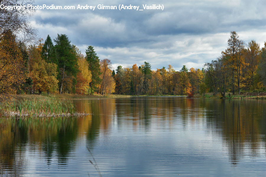 Lake, Outdoors, Water, Conifer, Fir, Plant, Tree