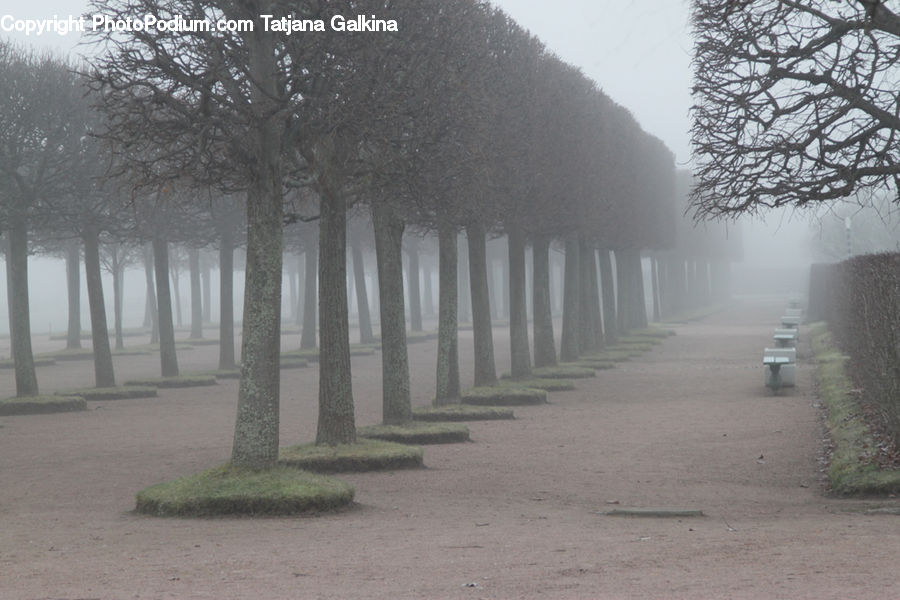 Fog, Mist, Outdoors, Park, Dirt Road, Gravel, Road