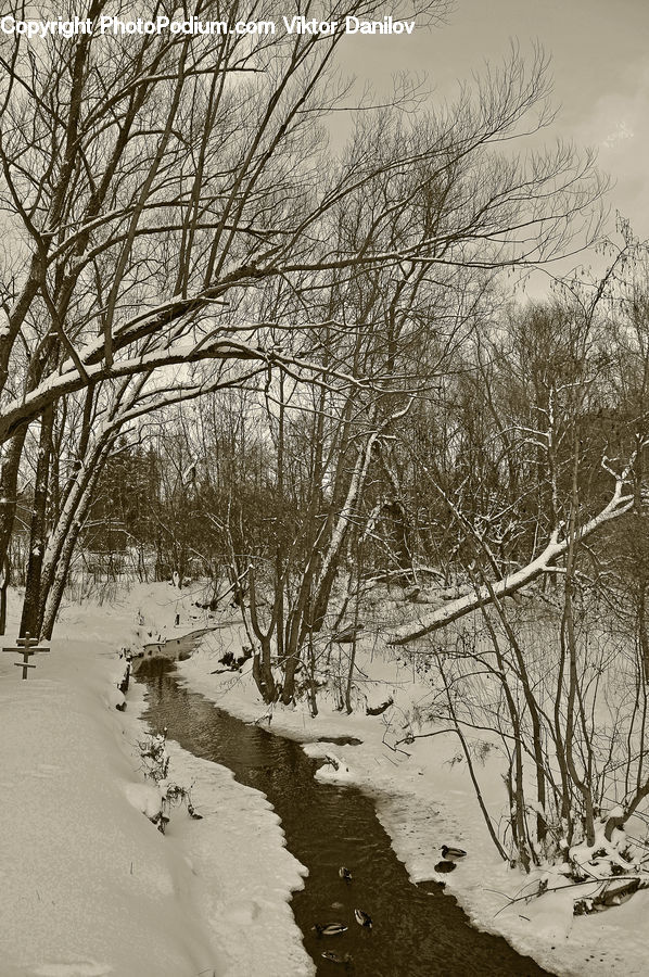 Ice, Outdoors, Snow, Sand, Soil, Plant, Tree