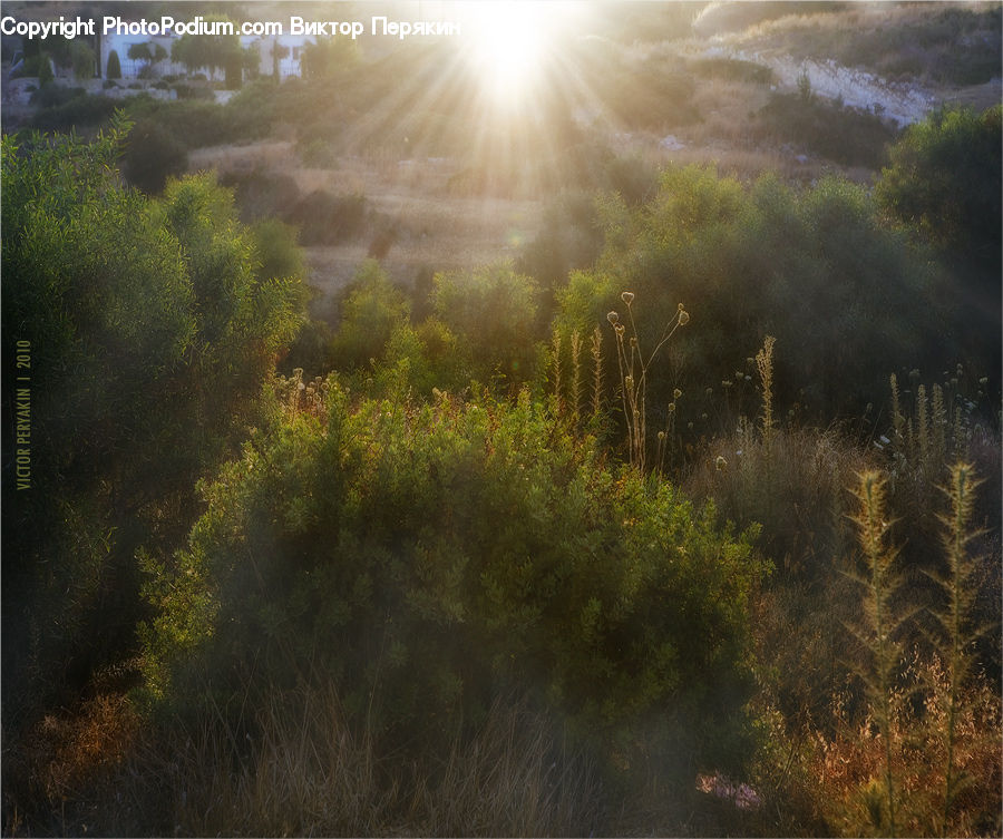Flare, Light, Fog, Mist, Outdoors, Sunlight, Land