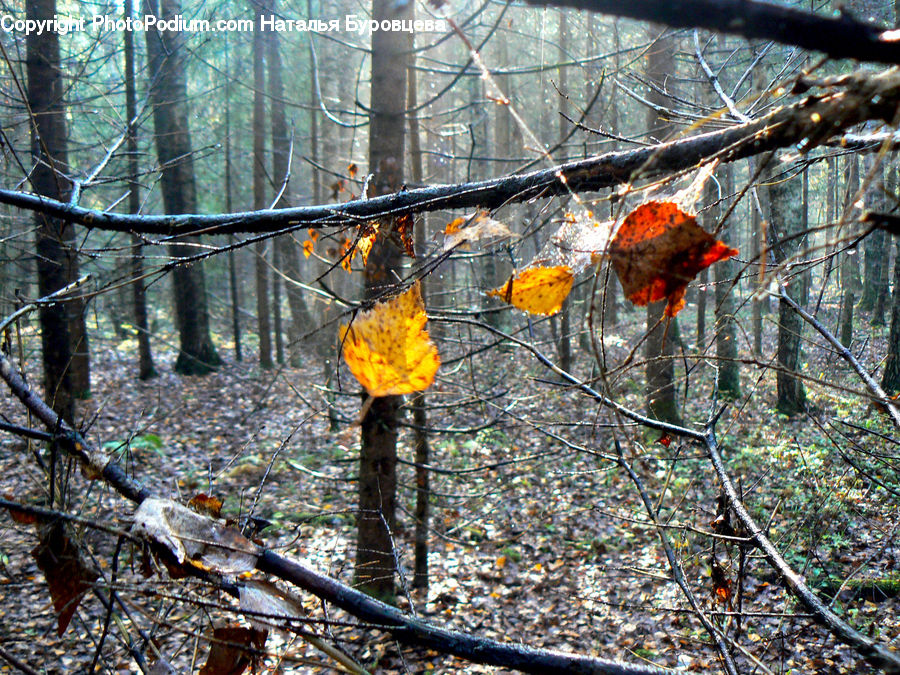 Forest, Vegetation, Birch, Tree, Wood, Fire, Flame