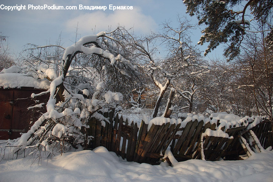 Ice, Outdoors, Snow, Birch, Tree, Wood, Lumber