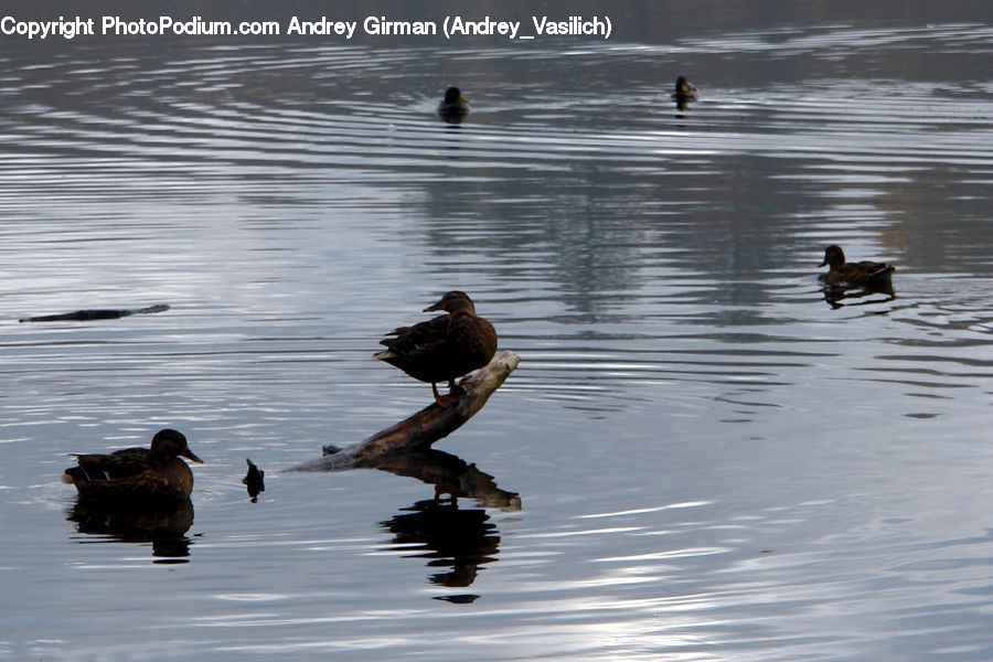 Bird, Duck, Teal, Waterfowl, Black Swan, Swan, Eagle