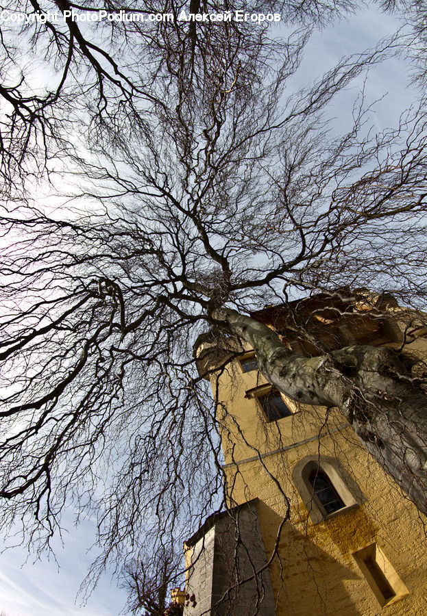 Architecture, Bell Tower, Clock Tower, Tower, Plant, Tree, Building