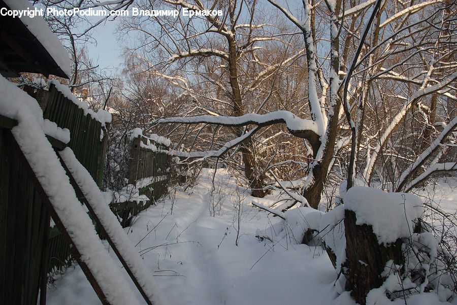 Ice, Outdoors, Snow, Banister, Handrail, Birch, Tree