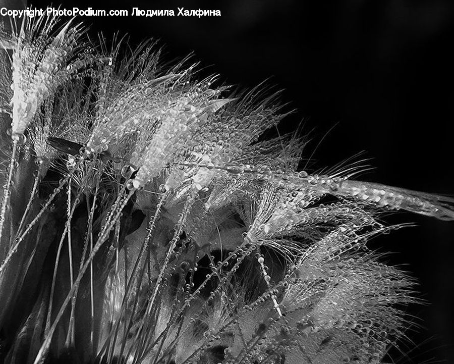 Frost, Ice, Outdoors, Snow, Plant, Blossom, Flora
