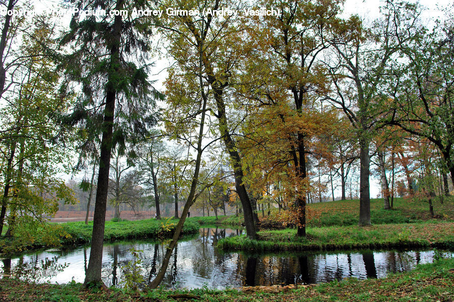 Outdoors, Pond, Water, Land, Marsh, Swamp, Forest