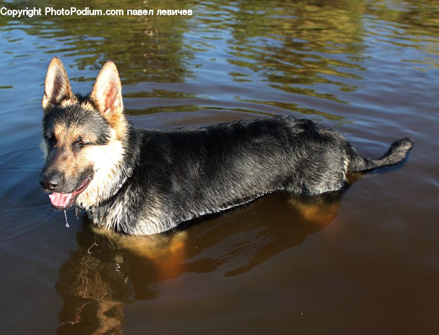 Animal, Canine, Dog, German Shepherd, Mammal, Pet, Husky