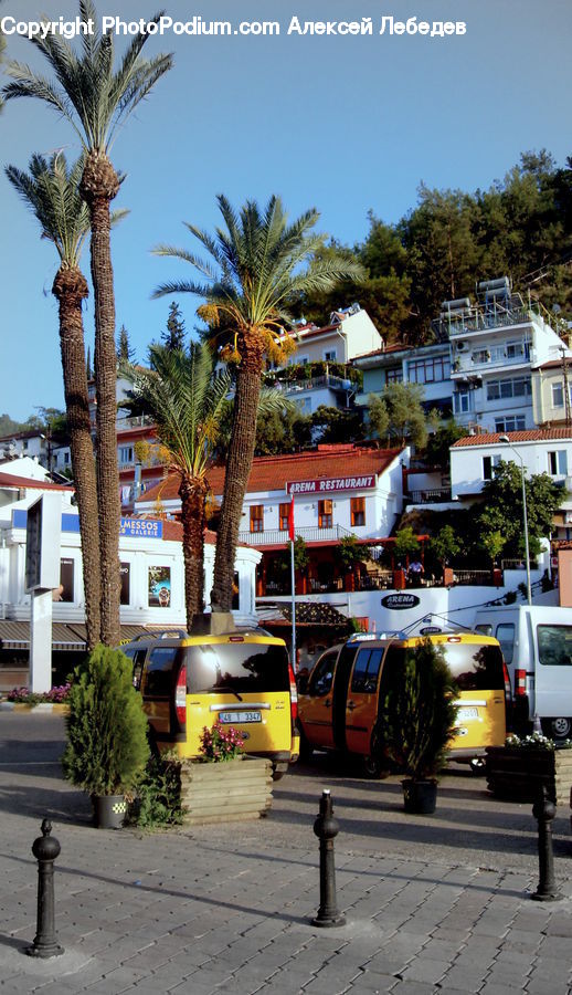 Plant, Potted Plant, Palm Tree, Tree, Automobile, Car, Vehicle