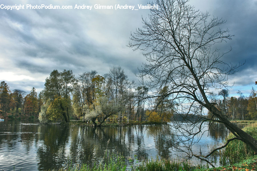 Land, Marsh, Outdoors, Swamp, Water, Conifer, Fir