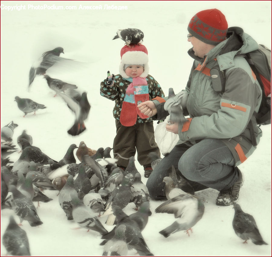 People, Person, Human, Bird, Pigeon, Dove, Penguin