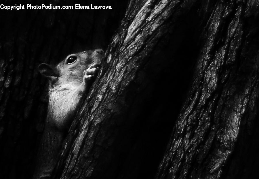 Bird, Flicker Bird, Woodpecker, Forest, Vegetation