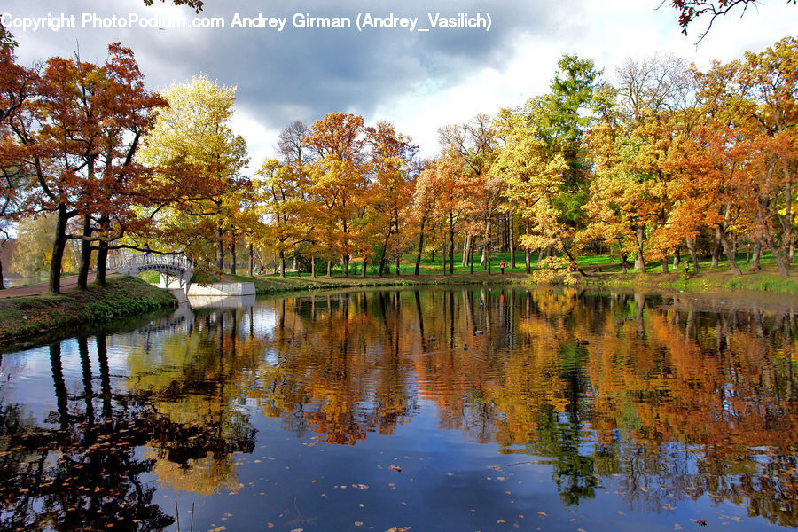 Outdoors, Pond, Water, Land, Marsh, Swamp, Blossom